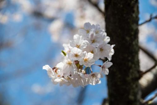 桜 桜の写真