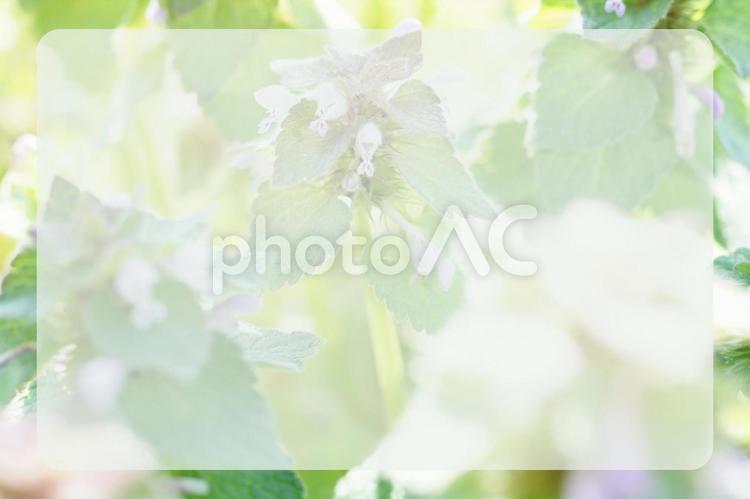 ヒメオドリコソウのメッセージカード 花,タイトル画,春の写真素材
