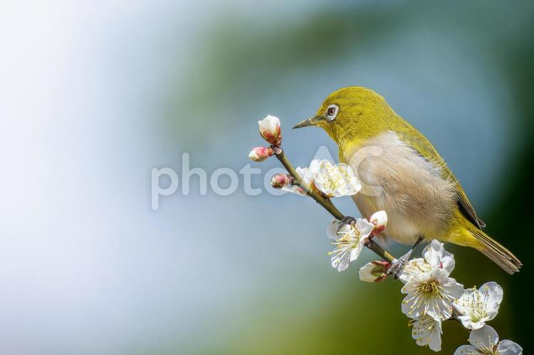梅の花とメジロ・コピースペース メジロ,ウメジロー,野鳥の写真素材