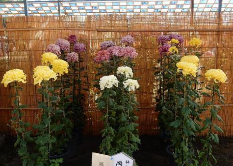 【風景写真】福山菊花展覧会の風景 キク,菊,菊花展の写真素材