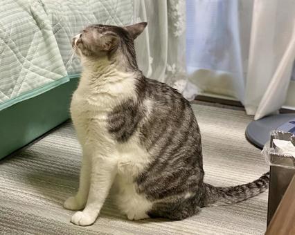 お座りをするサバ白猫さまの横顔 お座りをするサバ白猫さまの横顔 猫,サバシロ,お座りの写真素材
