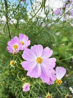 コスモスのアップ コスモス,アップ,可憐の写真素材