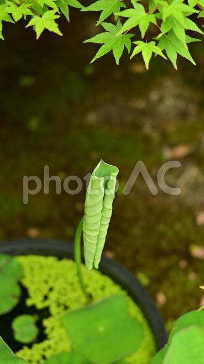 睡蓮ともみじ 睡蓮の葉,青もみじ,もみじの写真素材