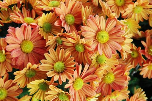 洋菊・マム　咲く風景 ようぎく,花,鮮やかの写真素材