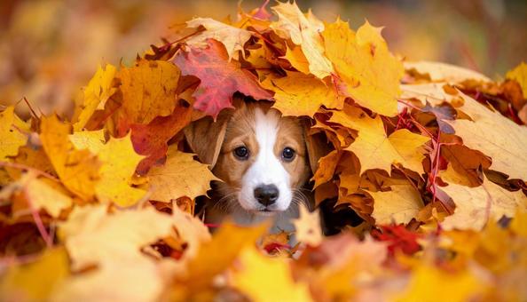 落ち葉の山に埋もれて遊ぶ子犬 落ち葉の山に埋もれて遊ぶ子犬の写真