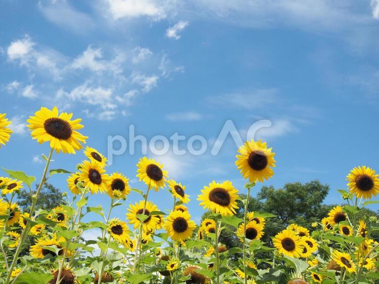 夏の空とひまわり 夏,空,ひまわりの写真素材