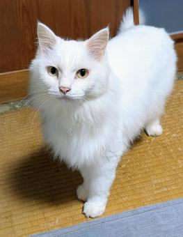 白猫 白猫 白猫,猫,ねこの写真素材