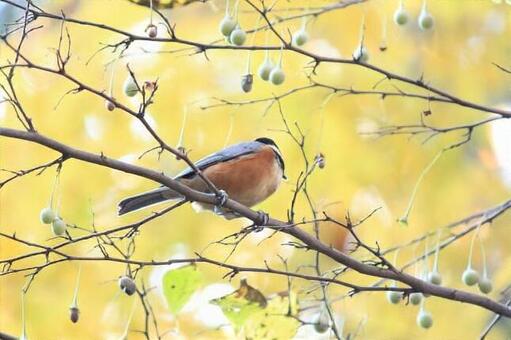 野鳥 野鳥の写真