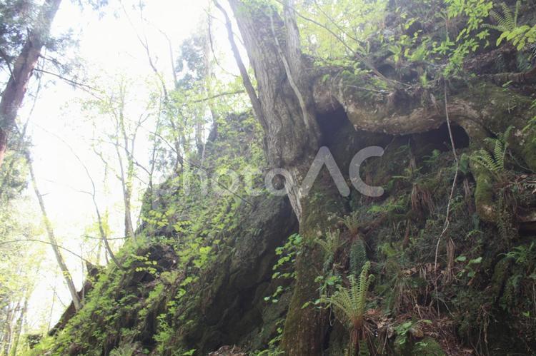 十和田の新緑１４選　７ 木,樹木,植物の写真素材