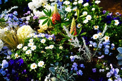 色とりどりの花畑 色とりどりの花畑の写真