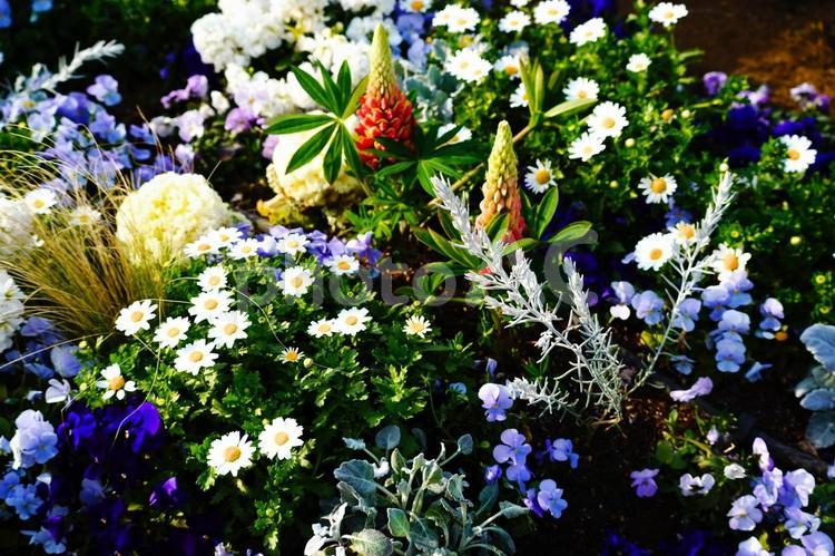 色とりどりの花畑 花,カラフル,春の写真素材