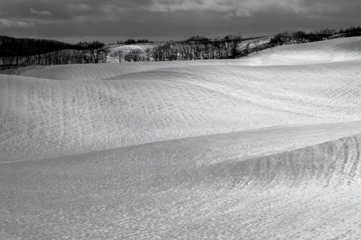 雄大な光の起伏が広がる丘陵地帯 木立,林,雪原の写真素材
