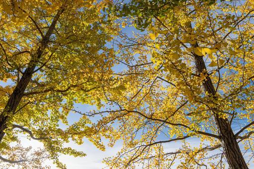 紅葉したイチョウの葉 イチョウ,黄色,空の写真素材