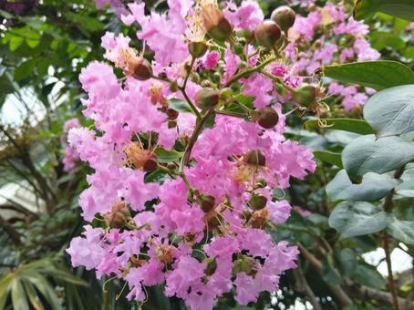 7月〜10月頃まで長期間咲く百日紅 7月〜10月頃まで長期間咲く百日紅 花,サルスベリ,ピンクの写真素材
