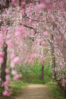 Photo, kirschblüten, weinende kirsche, kirschbaum, 