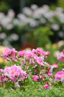 Rose Garden, JPG Rose Garden, JPG