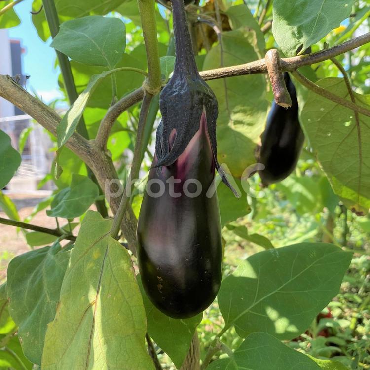 8月の家庭菜園ナスの実 茄子,ナス,なすの写真素材
