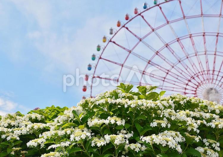 お台場のアジサイ アジサイ,紫陽花,お台場の写真素材