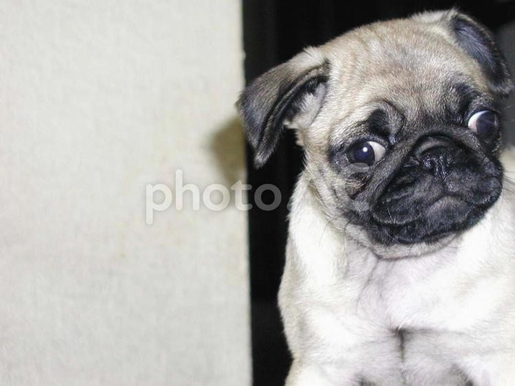 パグの赤ちゃんのあどけない表情 パグ,犬,ペットの写真素材