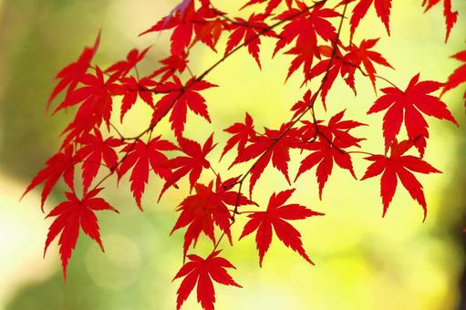 Burning autumn, JPG Burning autumn, autumn leaves, yellow leaves, red, JPG