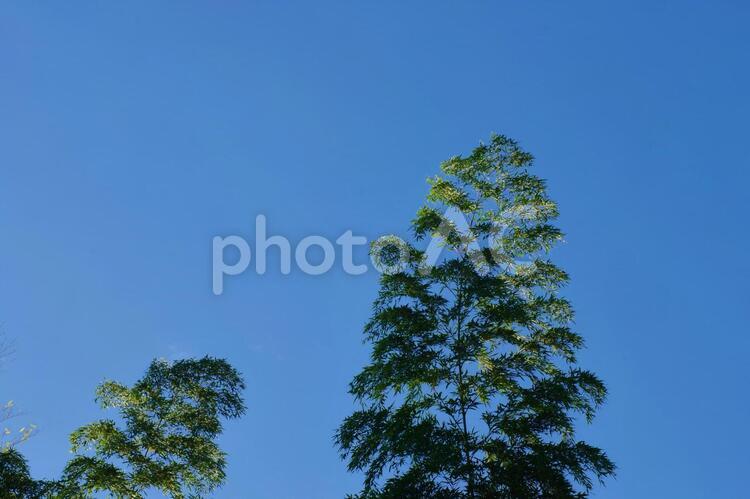 朝日を背にした竹のイメージ 竹,風景,朝日の写真素材