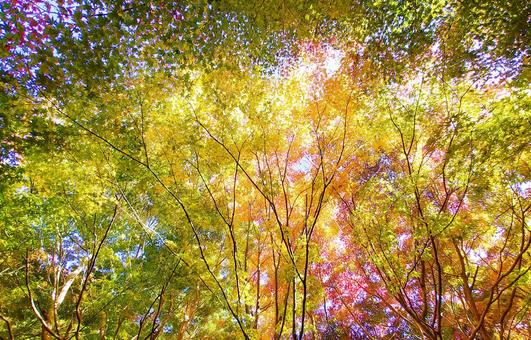 もみじの紅葉樹林 もみじの紅葉樹林 紅葉,もみじ,秋の写真素材