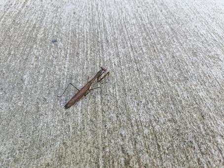 茶色いカマキリの写真