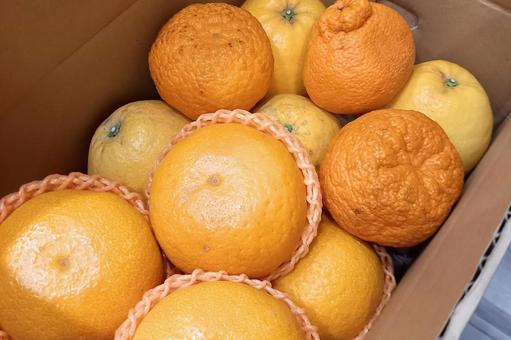【ふるさと納税】柑橘類｜定期便 食べ物,食品,果物の写真素材