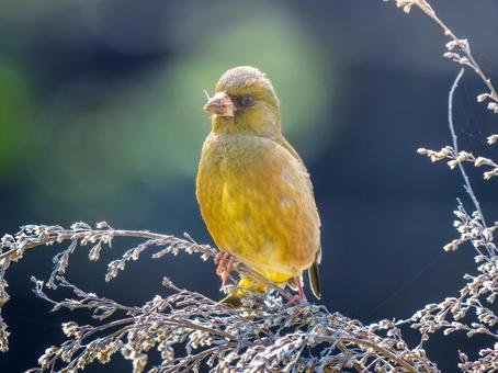 枝にとまるカワラヒワの写真