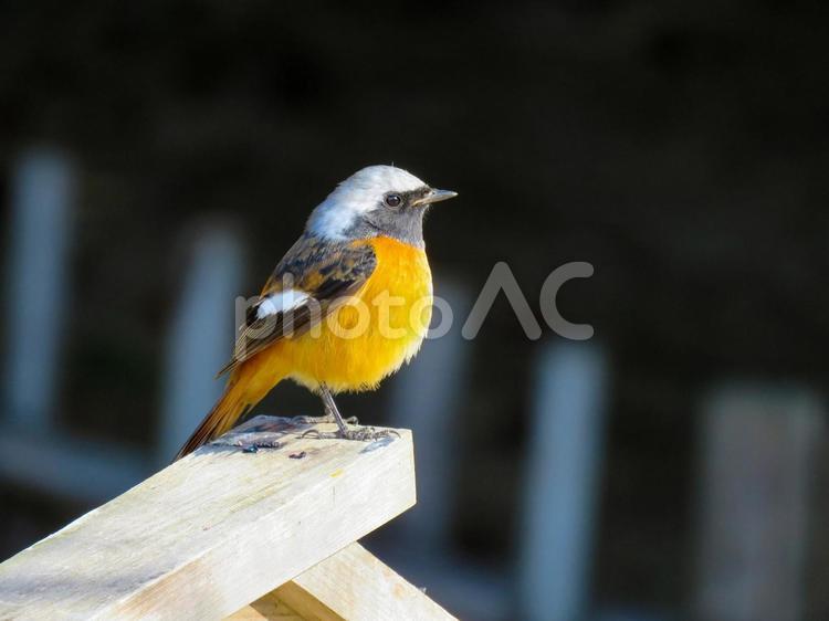 木材に佇むジョウビタキのオス ジョウビタキ,尉鶲,じょうびたきの写真素材