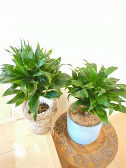 観葉植物 ドラセナコンパクタ 4号鉢 観葉植物 ドラセナコンパクタ 4号鉢の写真