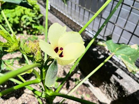 オクラの花とオクラの実 オクラの花とオクラの実の写真