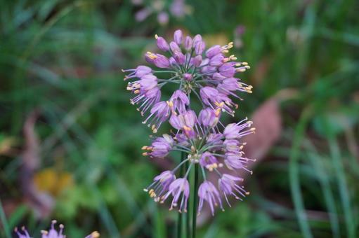 ヤマラッキョウの花 らっきょう,山,秋の写真素材