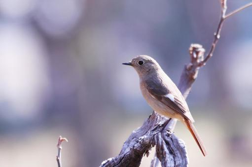 木にとまるジョウビタキの雌 鳥,ジョウビタキ,自然の写真素材