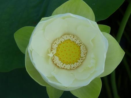 真上から見た、蕾が開き始めた白いハスの花 真上から見た、蕾が開き始めた白いハスの花 蓮,ハス,白い花の写真素材