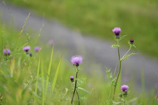 Thistles blooming on the embankment, JPG Thistles blooming on the embankment, JPG
