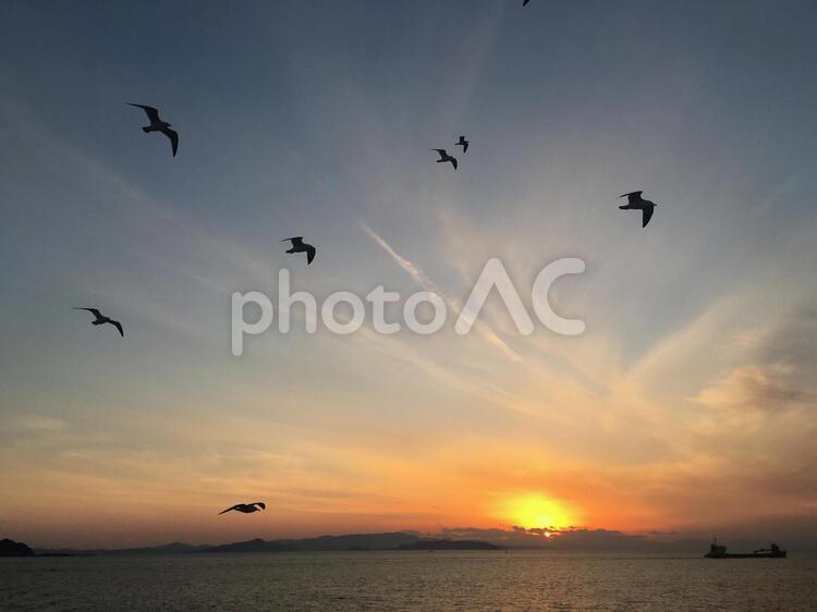 夕暮れ 日暮れ,鳥,フライトの写真素材