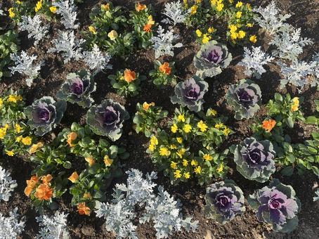 花壇の花 飯能市,晴れ,穏やかの写真素材
