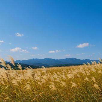  秋晴れのススキ野原の写真
