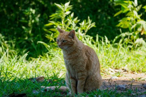 猫(179) 猫(179) 猫,食肉目,ネコ科の写真素材