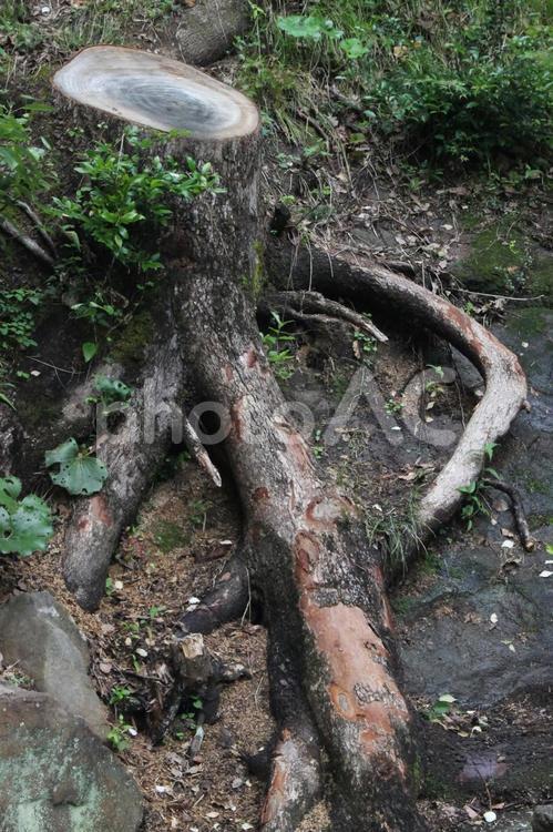 木の根 自然,散策,季節の写真素材