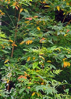 Photo, plant, ivy, wood, 