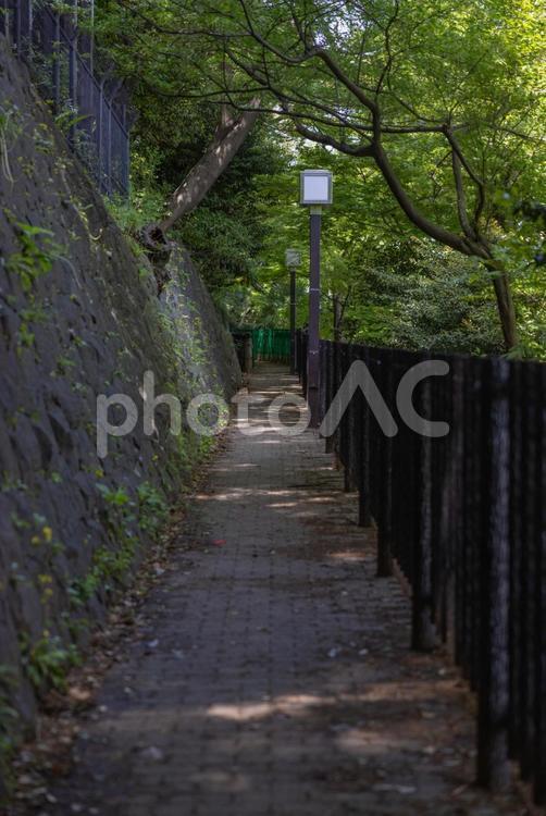 公園の中の小路 小径,小路,公園の写真素材
