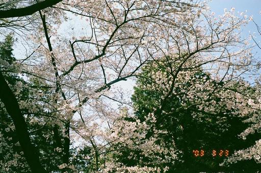 桜 桜,フィルムカメラ,フィルムの写真素材