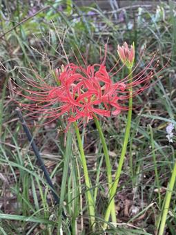 神田川9月：ヒガンバナ 縦 2025 ヒガンバナ,彼岸花,曼珠沙華の写真素材