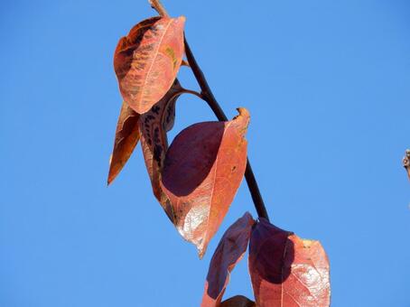 【風景写真】晩秋の風景 紅葉,葉っぱ,晩秋の写真素材