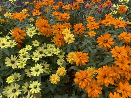 ジニア 花 ジニア 花 ジニア,花,百日草の写真素材