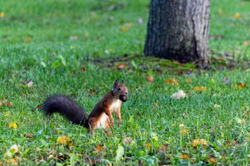 芝生の中で立ち上がって警戒するエゾリス 緑ヶ丘公園,グリーンパーク,公園の写真素材