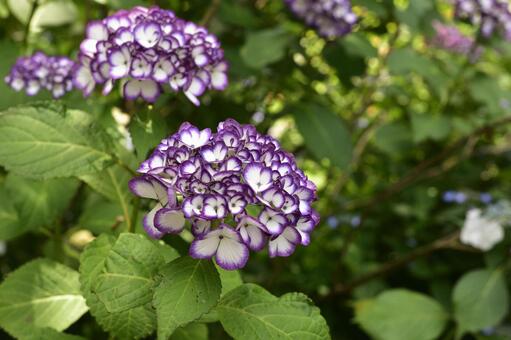 紫陽花 紫陽花の写真