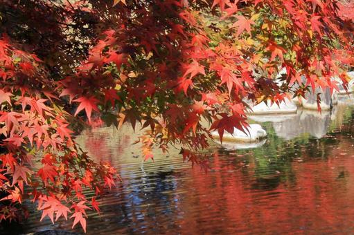 三景園で秋を満喫-7 三景園で秋を満喫-7の写真